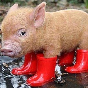 Meet your Posher, Britteny